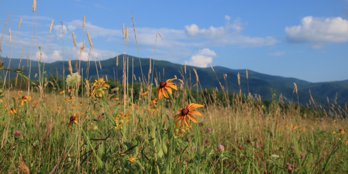 Cades Cove Loop