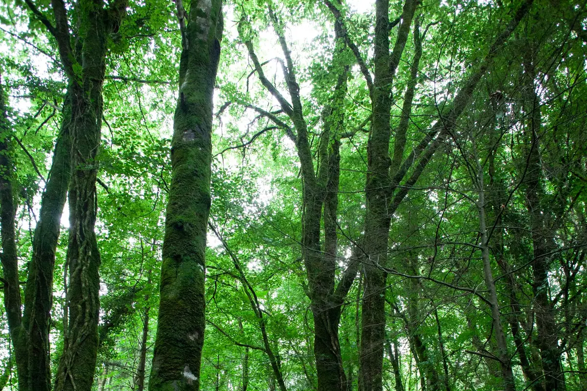 Kindlestown Wood
